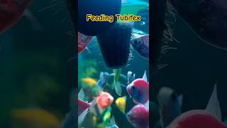 Feeding Aquarium Fish #shorts #healthy #aquarium #widow #fish #fishtank #tubifex #fish food