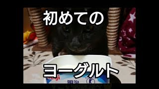 初めて【ヨーグルト】を猫にあげてみたらすごい事になった😅First yogurt