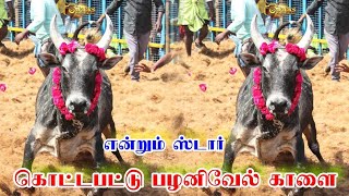 கொட்டபட்டு பழனிவேல் காளை || ஸ்டார்