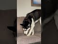 siberian husky diesel dog funny husky couch siberianhusky youtubeshorts