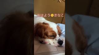 早起ききなこの二度寝💤😴#キャバリア #犬