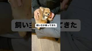 子犬のハナが可愛すぎました…