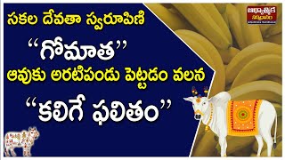 సకల దేవతా స్వరూపిణి “గోమాత” ఆవుకు అరటిపండు పెట్టడం వలన కలిగే ఫలితం |Gomatha visishtatha| vidhanam|