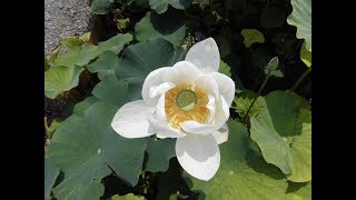 あかぼり蓮園・・蓮の花だけ見たい、せっかちさんに捧げます・・伊勢崎市/群馬