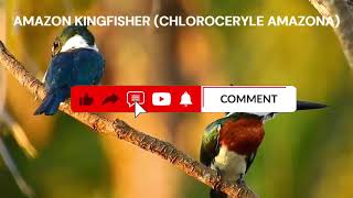 CUTE BIRD AMAZON KINGFISHER (CHLOROCERYLE AMAZONA)