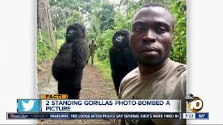 Standing gorillas photobomb a selfie?