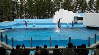 新潟市水族館マリンピア日本海 イルカショー