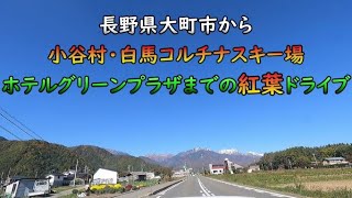 【景色満喫】長野県大町市～白馬村・八方～栂池～コルチナまでの紅葉ドライブです【ひとりドライブ】