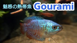 魅惑の熱帯魚 グラミー