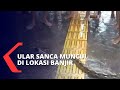 Ngeri! Warga Temukan Ular Sanca Sepanjang 4 Meter Di Lokasi Banjir Jatinegara