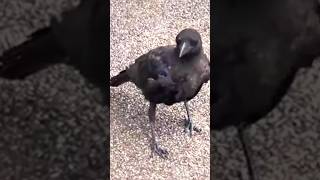 可愛いカラスの子に似合わない泣き声だねぇ#shorts　　crow