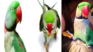 Sonu parrot talking mithu mithu || parrot talking papa || parrot funny video || real parrot sound