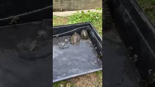 Turtles and Toads chilling outside enclosure