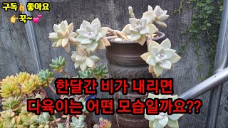 다육이 장마철 한달간 비가 내린다면 다육이는 안전할까요?多肉植物 succulent plant 다육식물