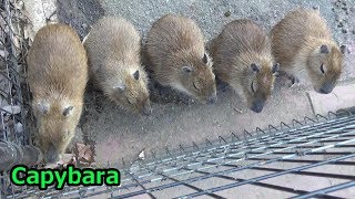 Cute capybara babies and family㉓　カピバラの５つ子赤ちゃんとその家族　【こども動物自然公園】