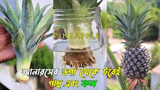 ছাদ বাগানে ৮ ইঞ্চি টবে আনারস চাষ করার সব থেকে সহজ পদ্ধতি || How to grow Pineapple in Container