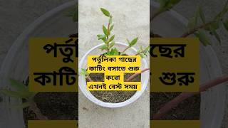 পর্তুলিকা গাছের কাটিং বসাতে শুরু করো | Portulaca propagation from cutting