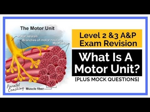 What Is A Motor Unit? - YouTube