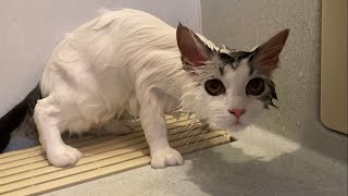 子猫が初めてシャンプーしたら別猫になりました。ww【マンチカン】