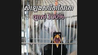 សំឡេងសត្វសារិកាគោច្បាស់ 100%