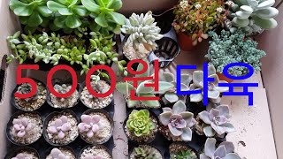 500원다육 데려왔어요💖💕 홍매화, 펜덴스, 홍대화금, 홍포도, 아메치스, 취설송, 누다,  연봉, 월토이,  오팔리나철화, 라디칸스, 방울복랑, 희성미인, 수염틸란드시아,