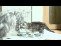 生後32日シルバーのメインクーン子猫レブロン君