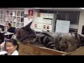 会社で寝る猫 猫のいるwebデザイン会社（名古屋 アライブ株式会社）