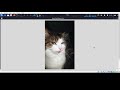 Build a Random Cat Image Viewer in Python 🐱  Fun GUI with Tkinter & Cataas API