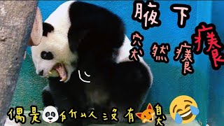 保育員和圓仔姐姐玩水，圓仔姐姐超嗨好激動|熊貓貓熊The Giant Panda Yuan Yuan and Yuan Bao|台北市立動物園