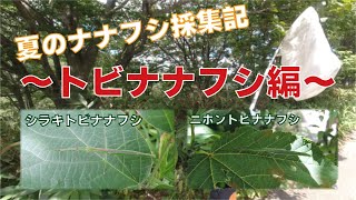 【石川県ふれあい昆虫館】2022年夏のナナフシ採集～トビナナフシ編～【シラキトビナナフシ】