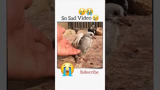 Sad Kabotar Video #youtube #pigeon #birds #shorts #trending #viral #kabotar #newvideo #sad