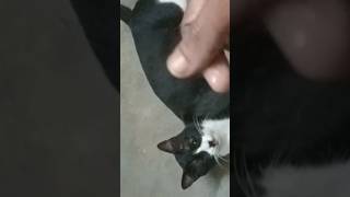 എന്താ ഒരു വിനയം 🤣🤣🤣#funny cat