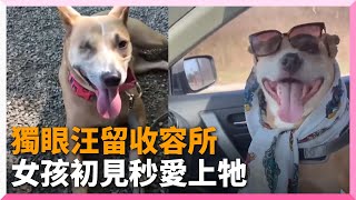 米克斯犬單眼失明遺棄收容所！女孩秒愛上帶牠回家｜寵物動物｜狗｜領養｜動保｜精選影片