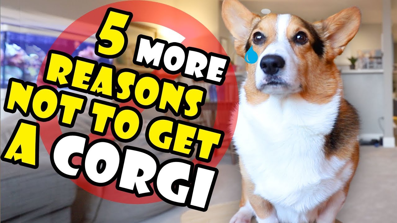 What You Should Know Before Getting A Corgi