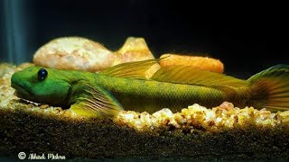 Sicyopterus griseus