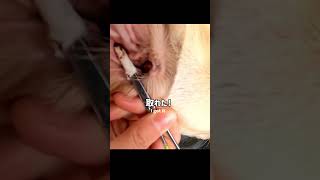 【閲覧注意】外耳炎の犬の耳掃除 #shorts #ラブラドール #耳掃除 #外耳炎 　super disgusting, gross ear infection.