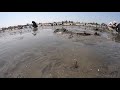 4k 60fps 潮干狩り in 御殿場海岸 三重県 clamming clam digging