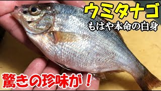 ウミタナゴの○○を沖漬けにしたら珍味ですごかった！堤防で釣ったアジとイワシとウミタナゴでミックスフライ定食