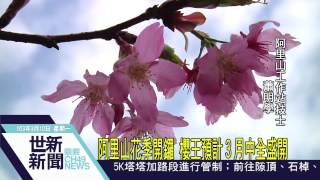 世新新聞 阿里山花季開鑼 櫻王預計３月中全盛開