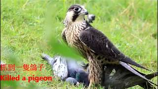 The Peregrine falcon compilation, 游隼影集