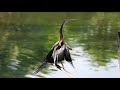 indian darter bird dive to catch a big fish snake bird anhinga melanogaster