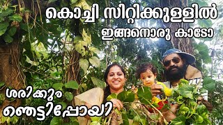 Money Plant Hunting | കൊച്ചി സിറ്റിക്കുള്ളിൽ money plant പറുദീസ| Plant hunting malayalam|Money plant