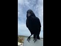 man befriends wild raven viralhog