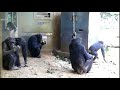 chimpanzees buy juice of vending machine.チンパンジー、自販機でジュースを買う。