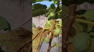 Fig fruits small tree many fruits