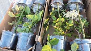 How we Pack Plants for our Online Nursery - NEW VIDEO NOW ON OUR CHANNEL