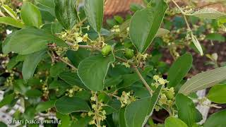 Cara Mudah Pruning /Pangkas Batang Apel Putsa Agar Berbuah Lebat