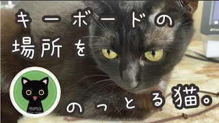 #50　【猫がパソコン仕事を邪魔しに来る】けどかわいい件