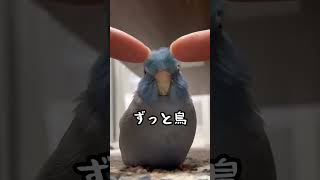 【マメルリハ】🐰🦭🐶やってみたけどずっと🦜