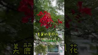 又到鳳凰花開時節